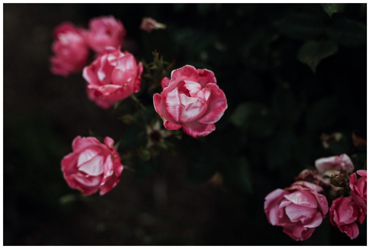 Beech Spring Farms Wedding Beech Spring Farms Wedding