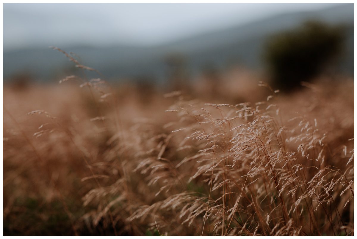 Roan Mountain Tennesee Engagement, Roan Mountain Engagement, Tennessee Wedding Photographer