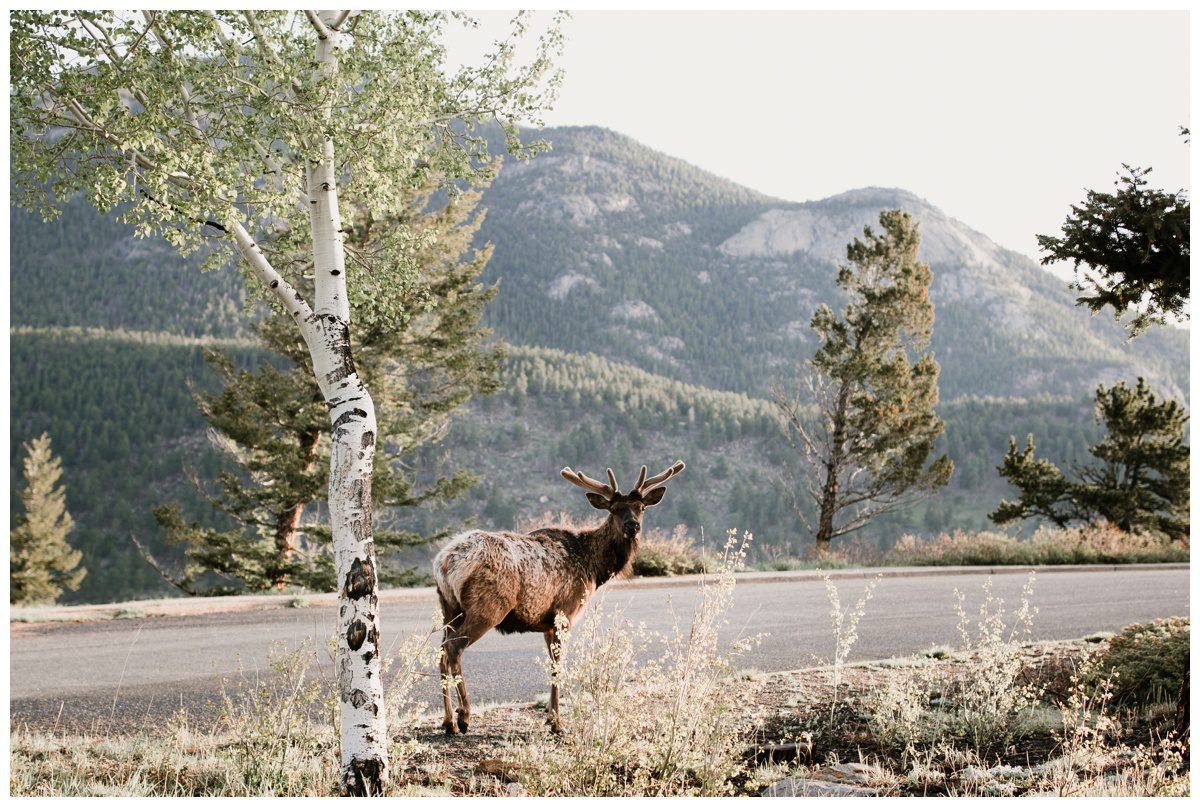 Rocky Mountinan Photographer, Rocky Mountian National Park Photographer, Rocky Mountain National Park Engagement, Colorado Engagement Photographer