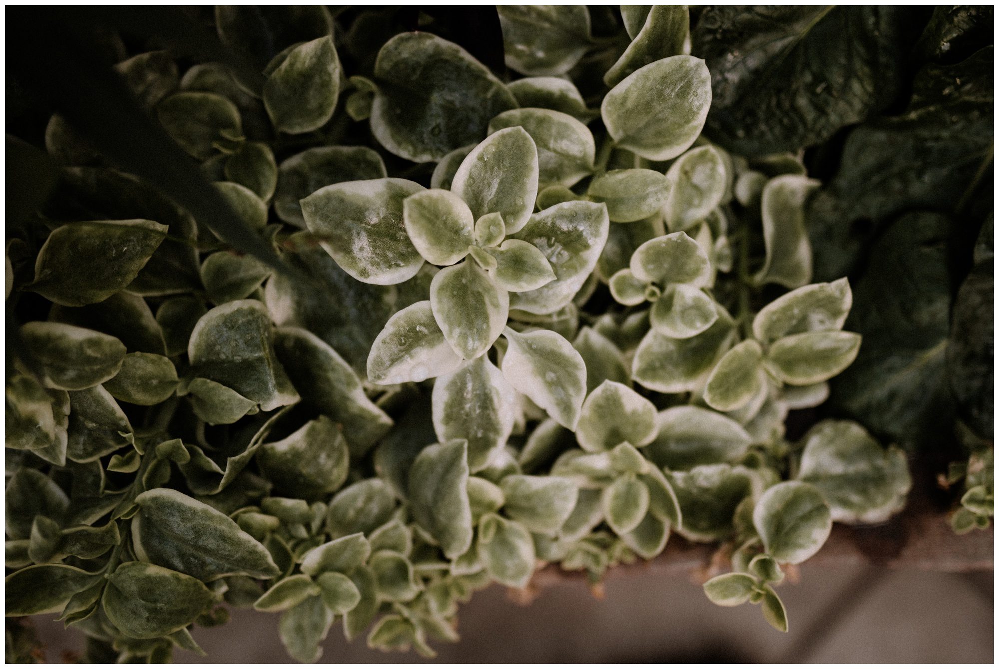 Longwood Gardens Greenhouse Photographer-41.jpg