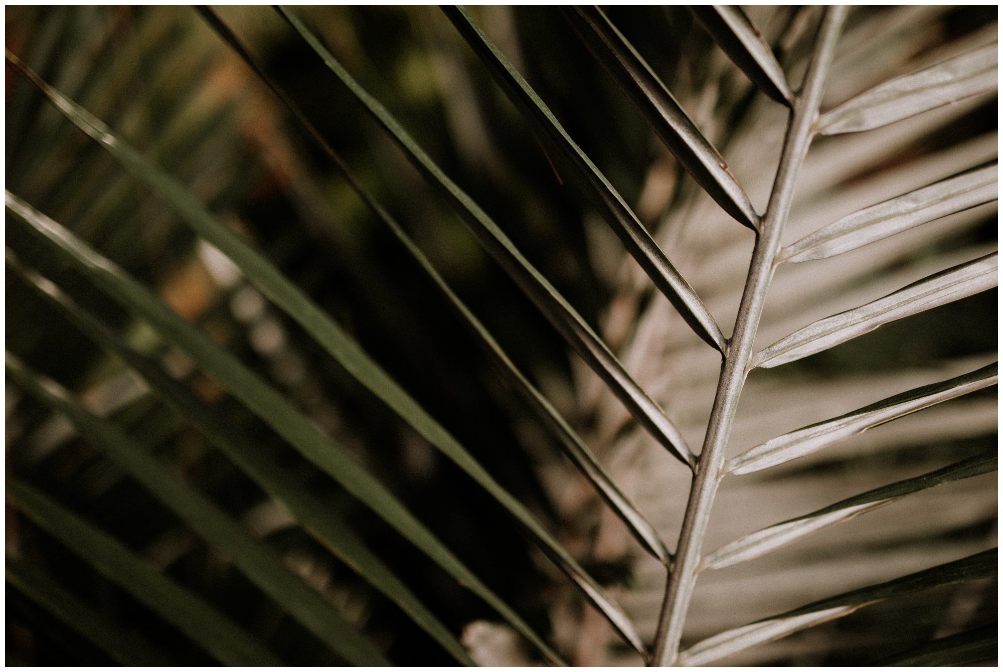 Longwood Gardens Greenhouse Photographer-55.jpg