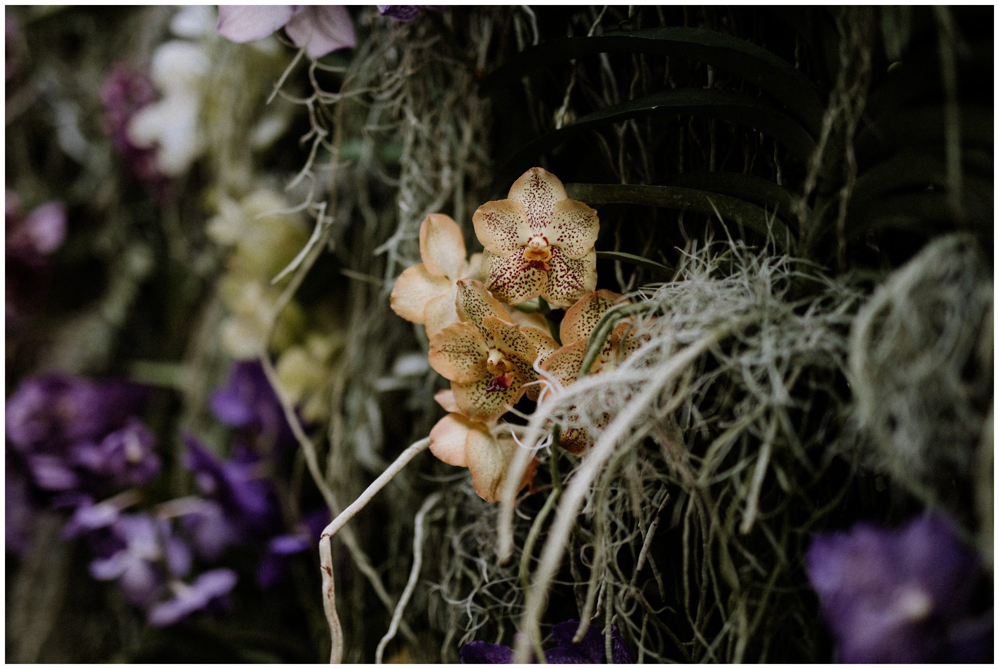 Longwood Gardens Greenhouse Photographer-88.jpg