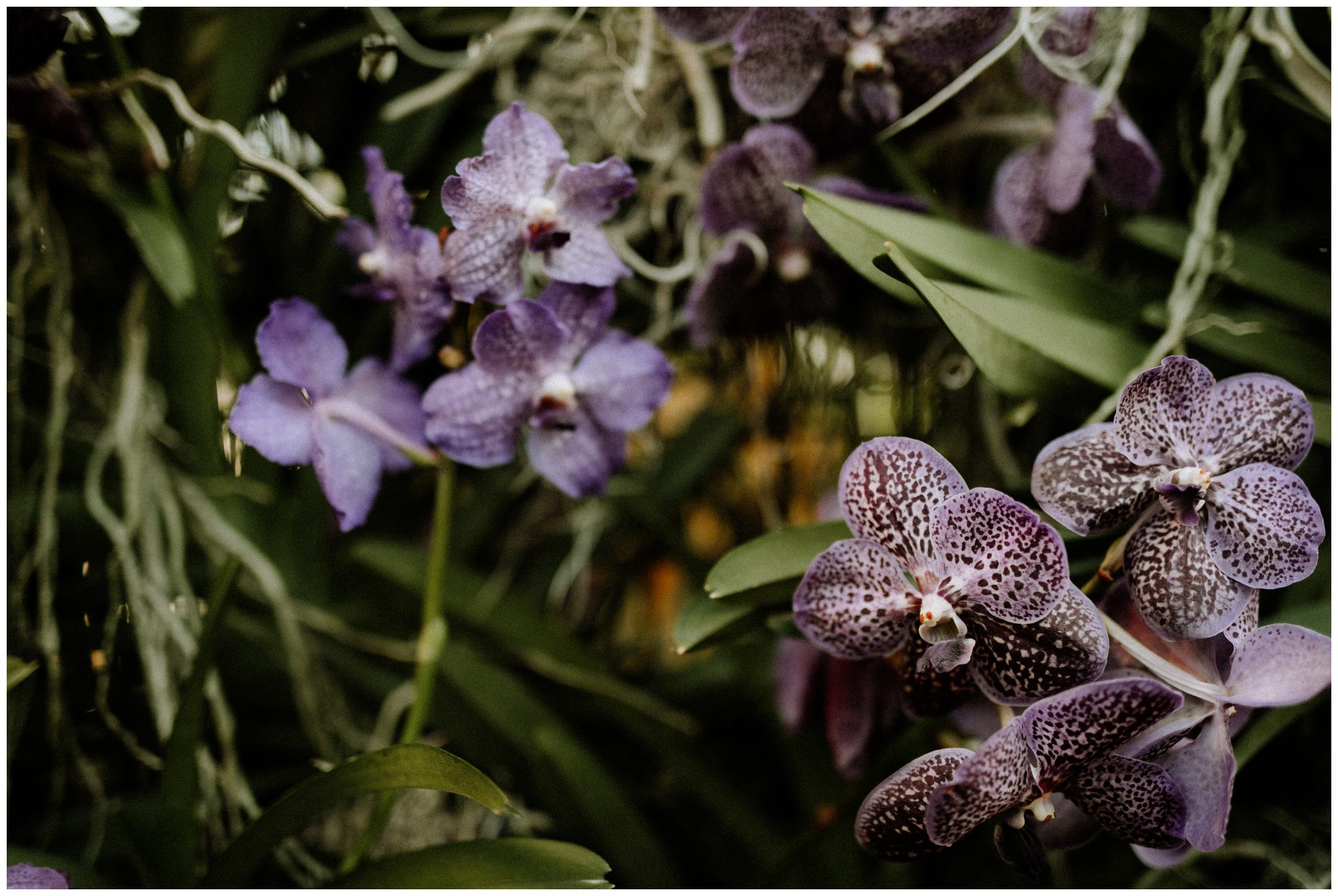 Longwood Gardens Greenhouse Photographer-93.jpg