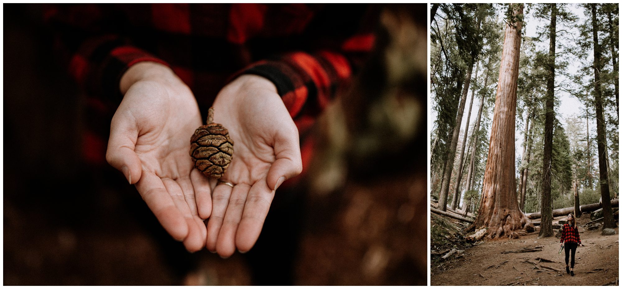 Sequoia National Park Photography-11.jpg
