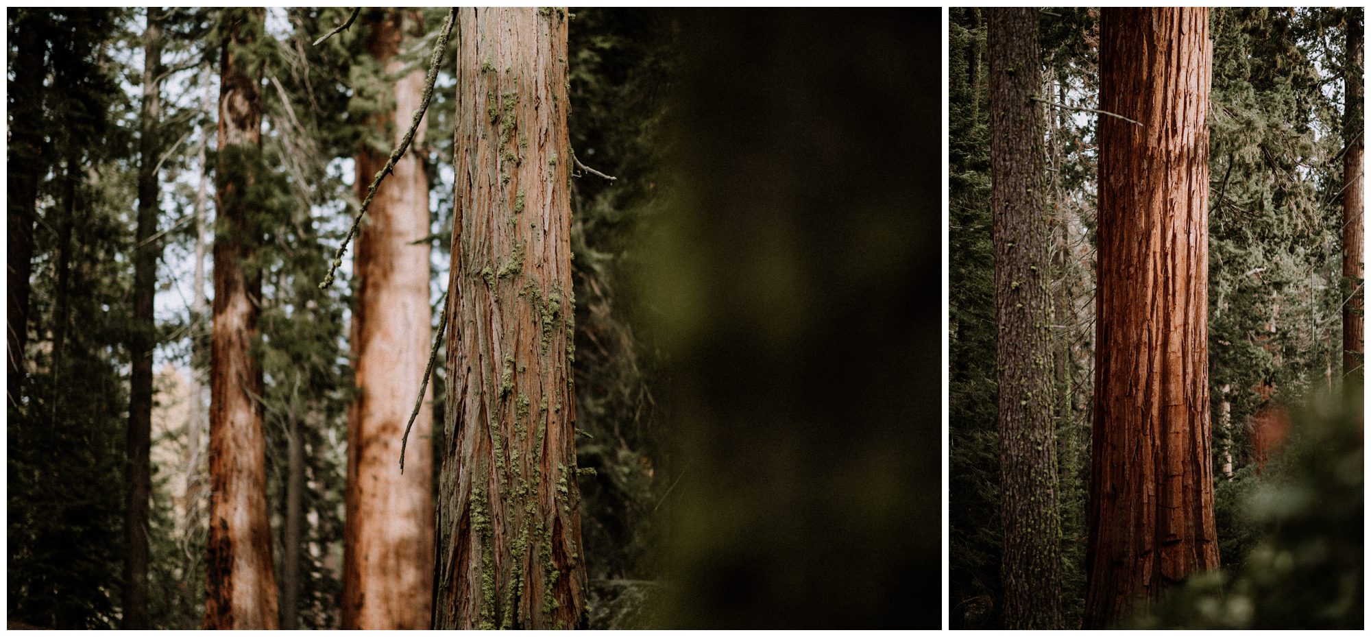 Sequoia National Park Photography-16.jpg