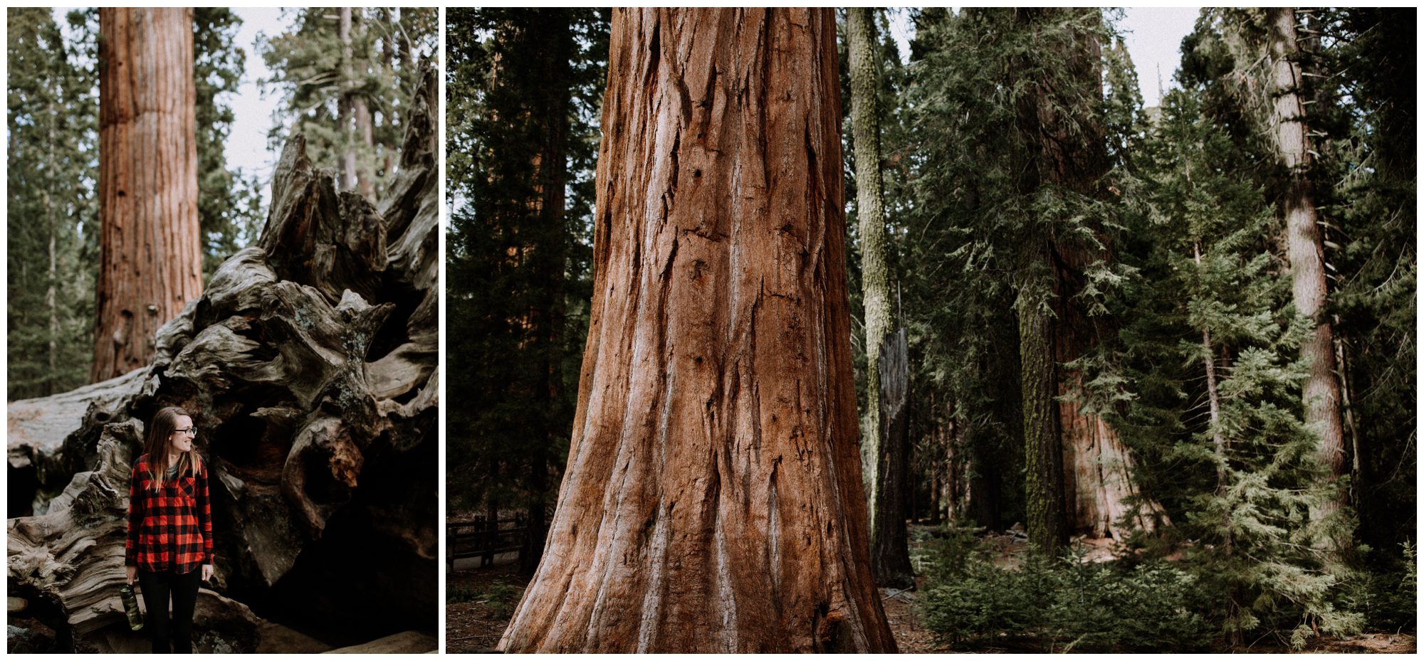 Sequoia National Park Photography-2.jpg