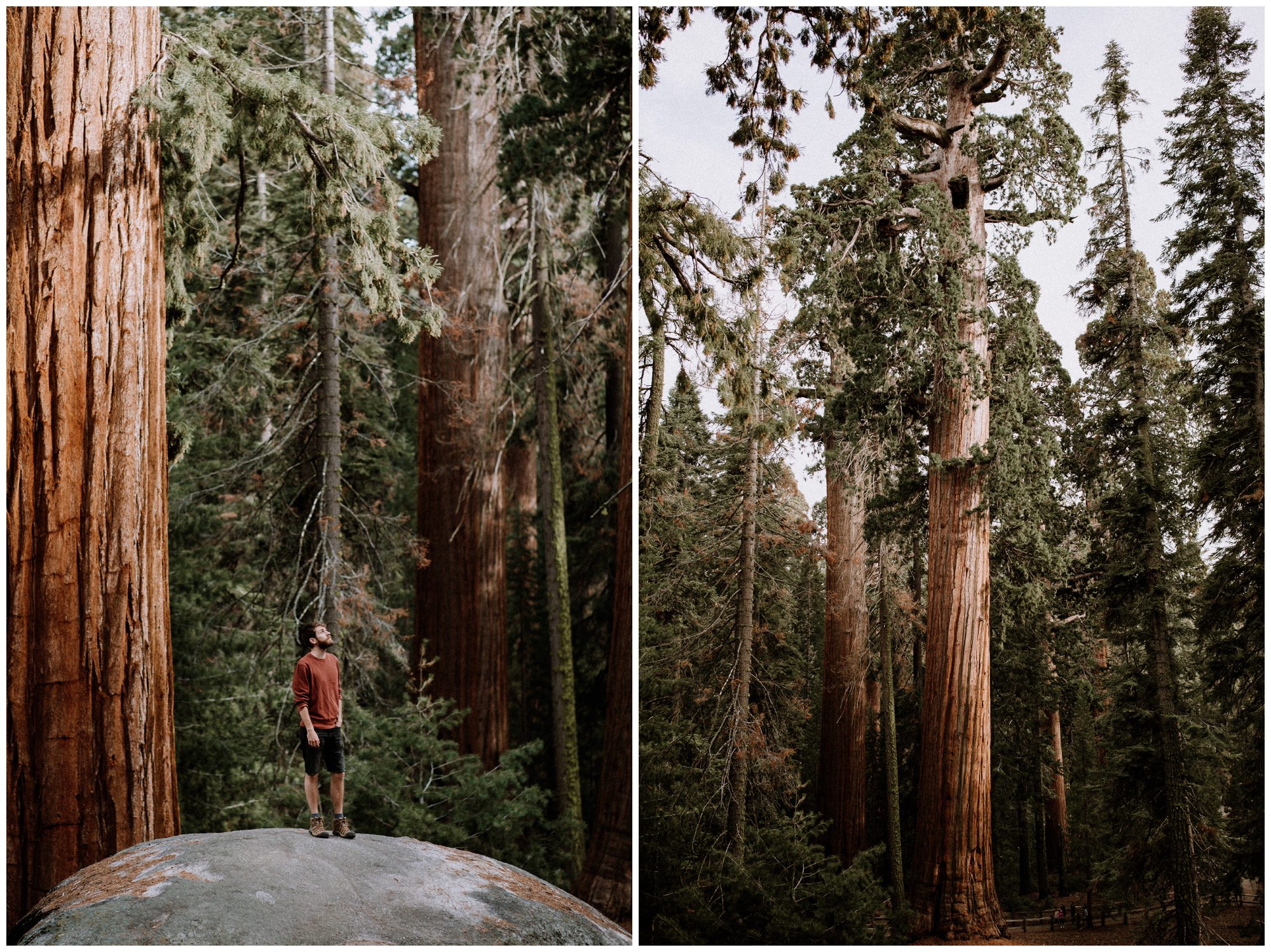 Sequoia National Park Photography-20.jpg