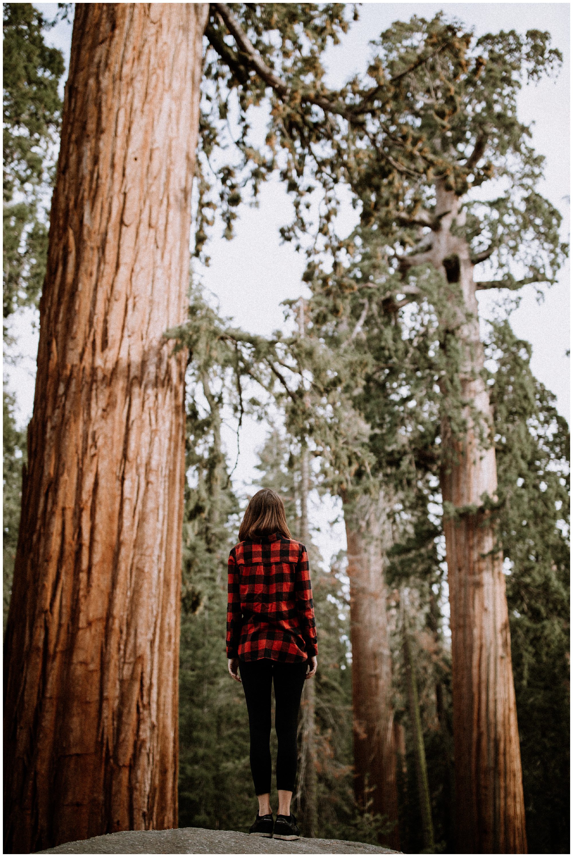 Sequoia National Park Photography-23.jpg