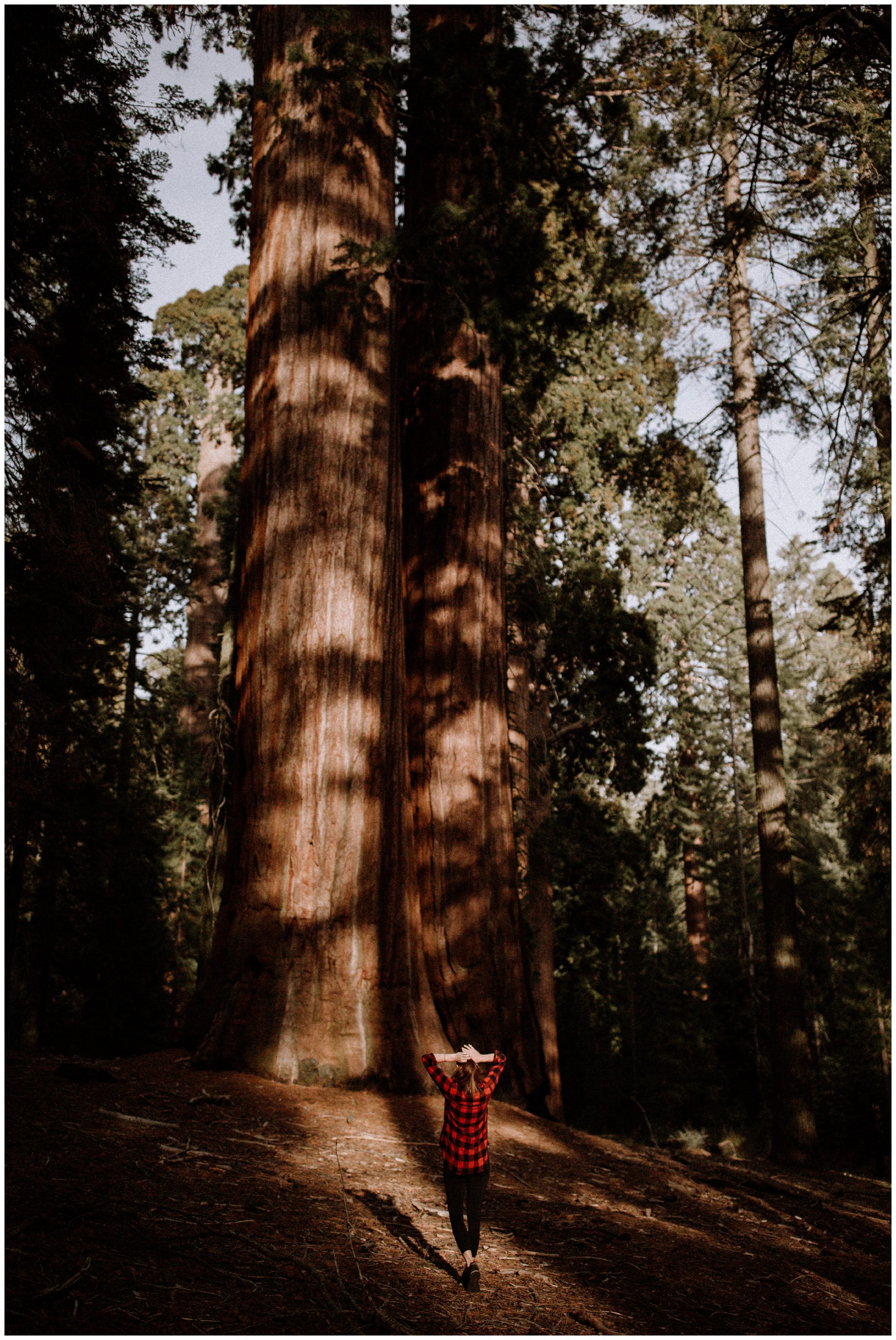 Sequoia National Park Photography-26.jpg