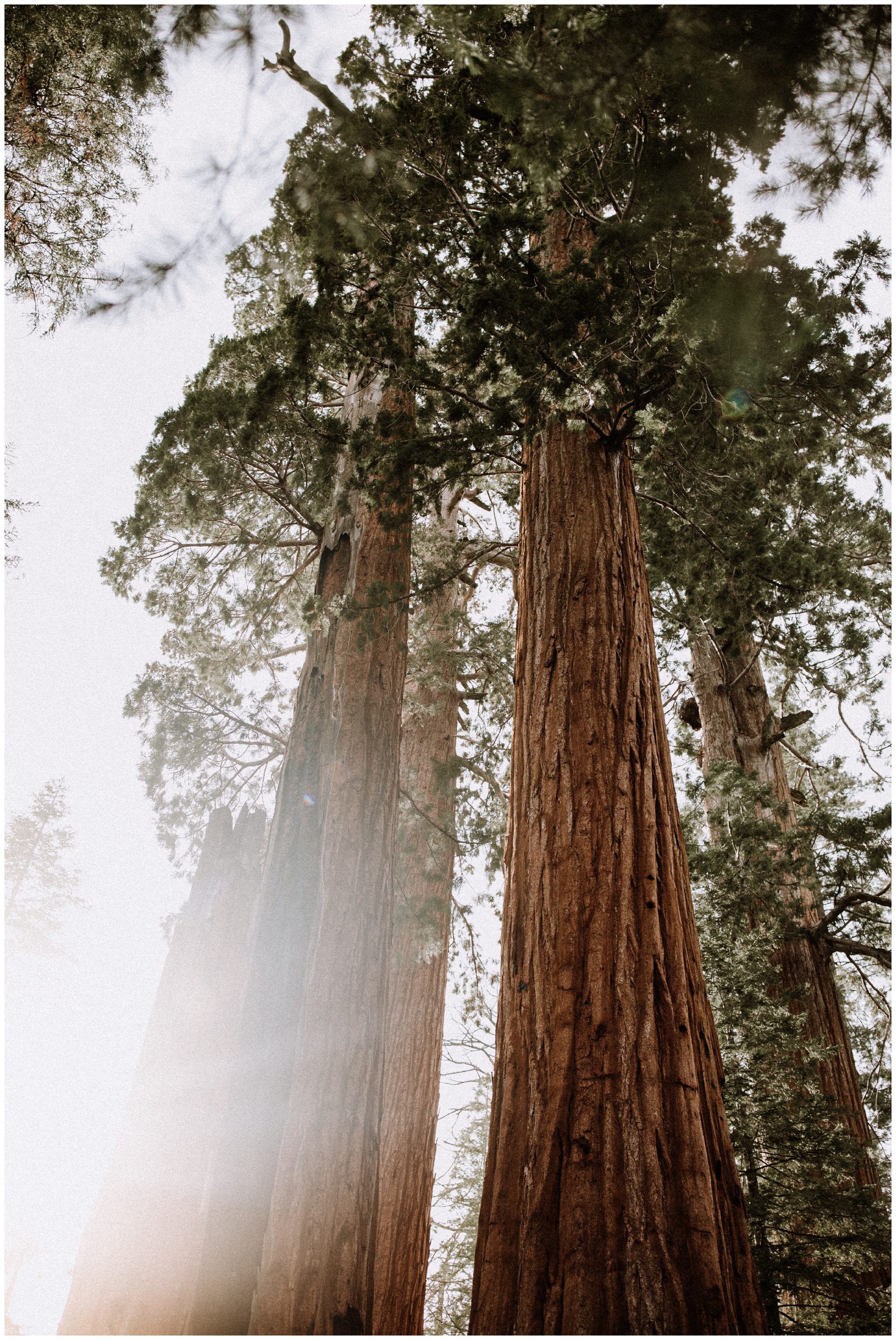 Sequoia National Park Photography-4.jpg
