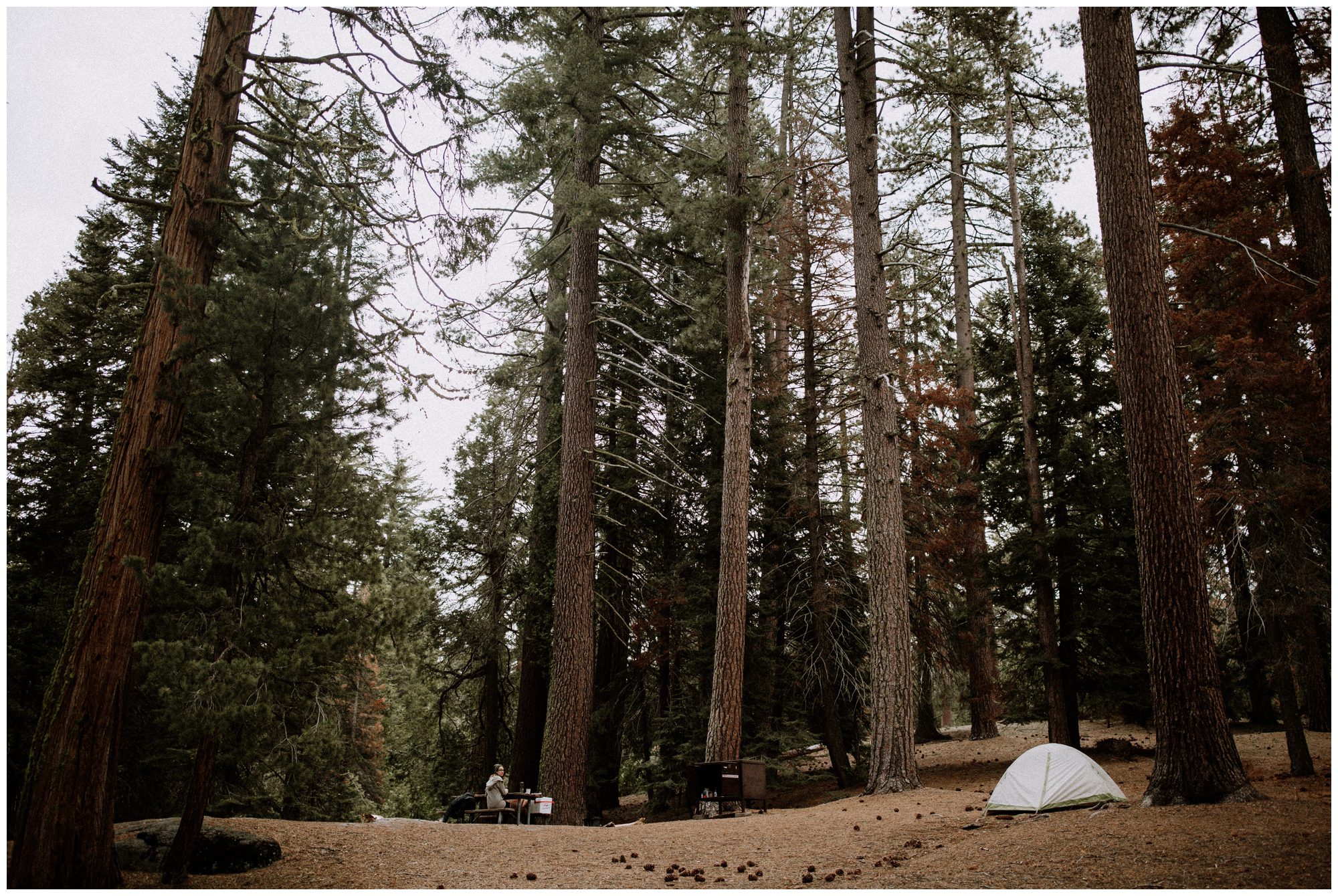 Sequoia National Park Photography-42.jpg