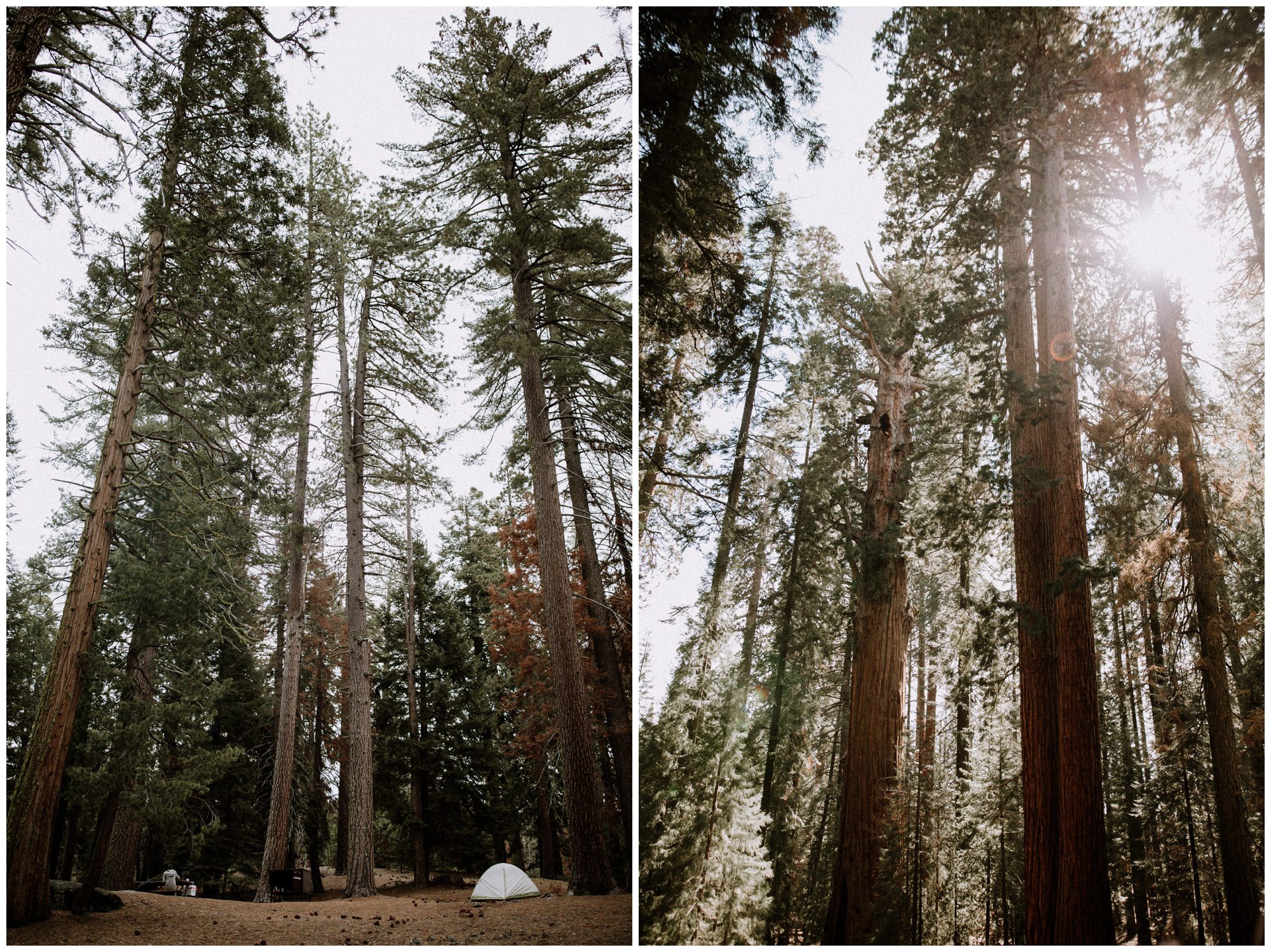 Sequoia National Park Photography-43.jpg