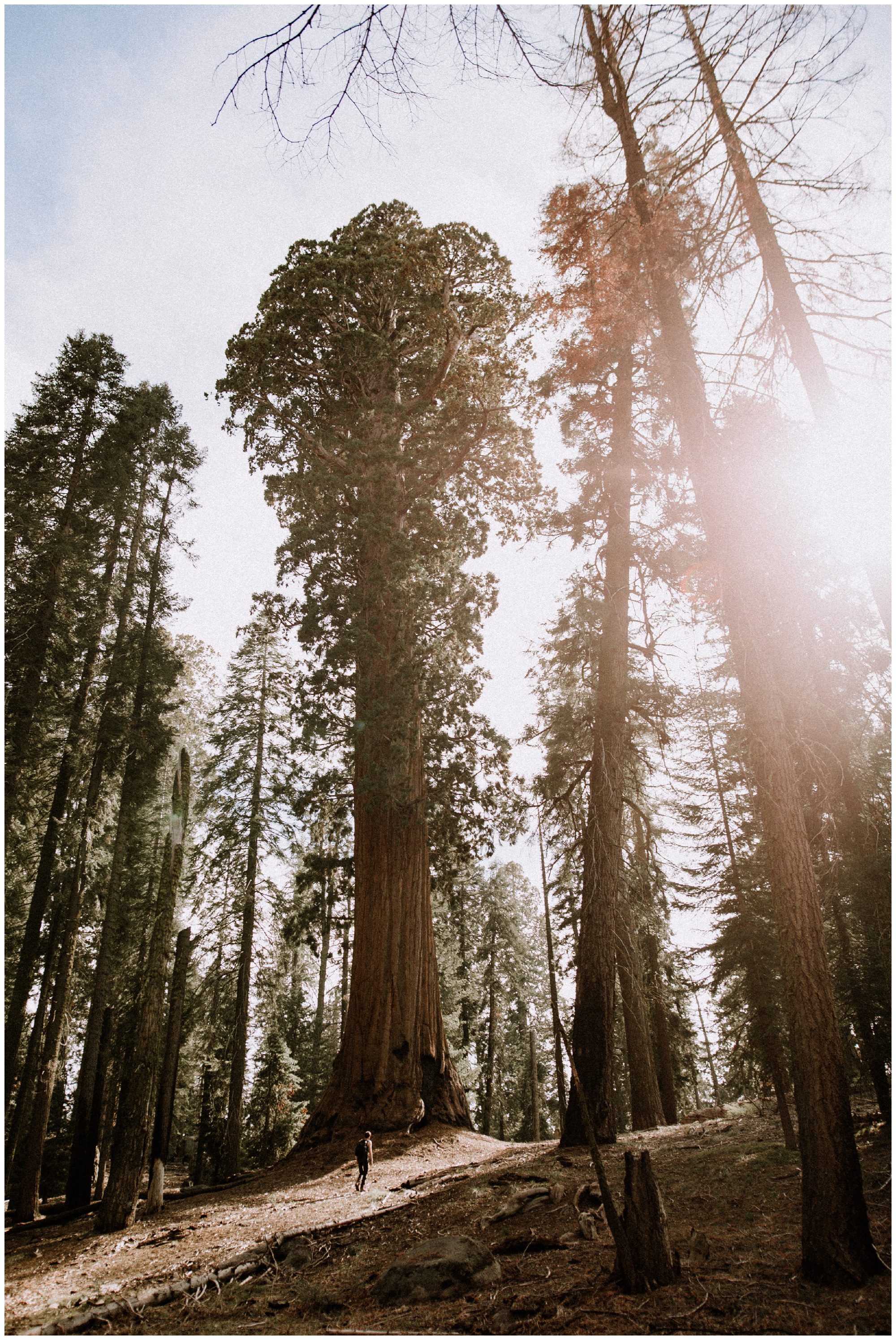 Sequoia National Park Photography-47.jpg