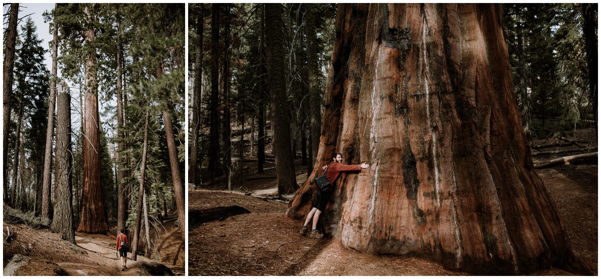 Sequoia National Park Photography-5.jpg