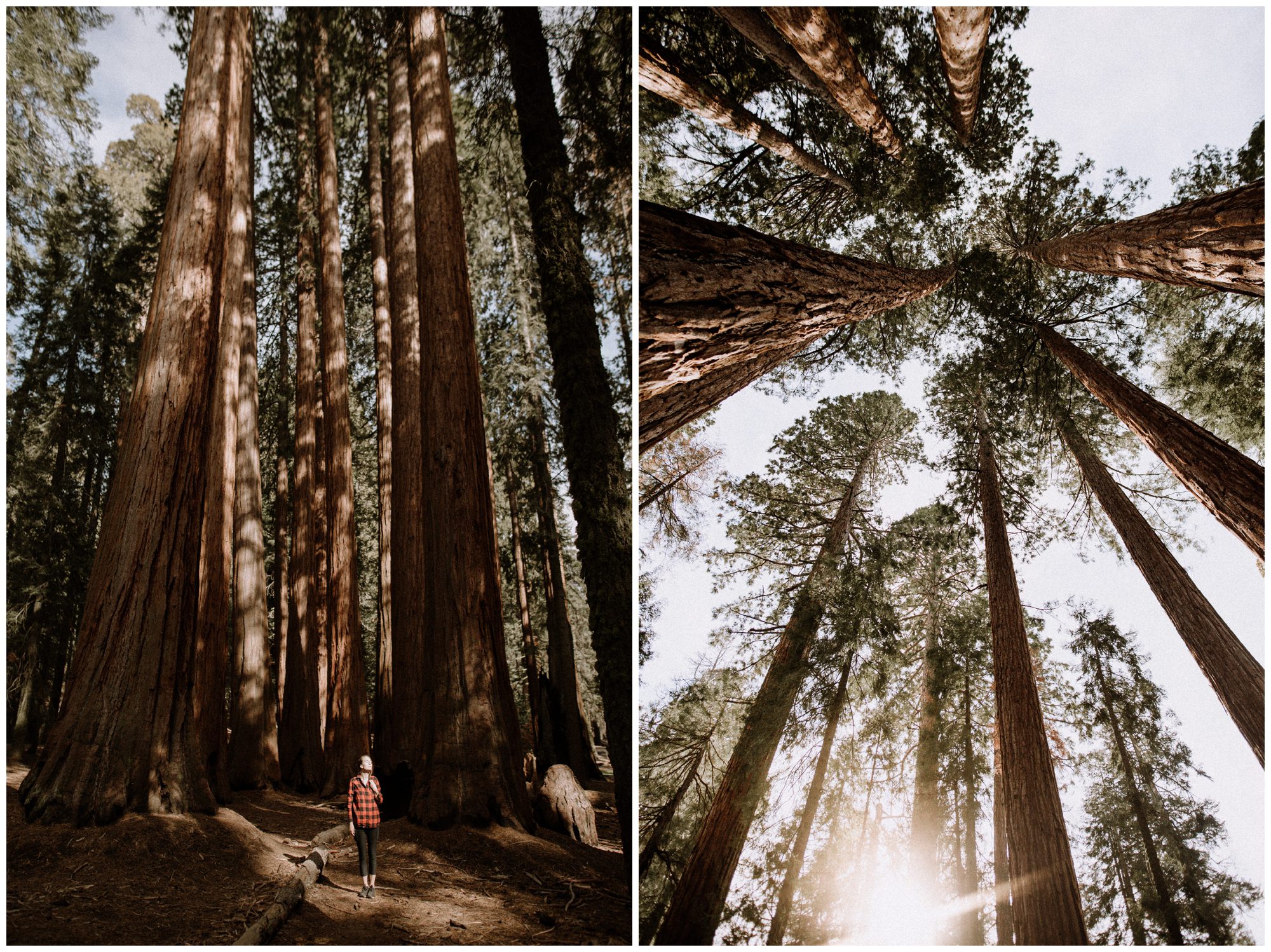 Sequoia National Park Photography-60.jpg