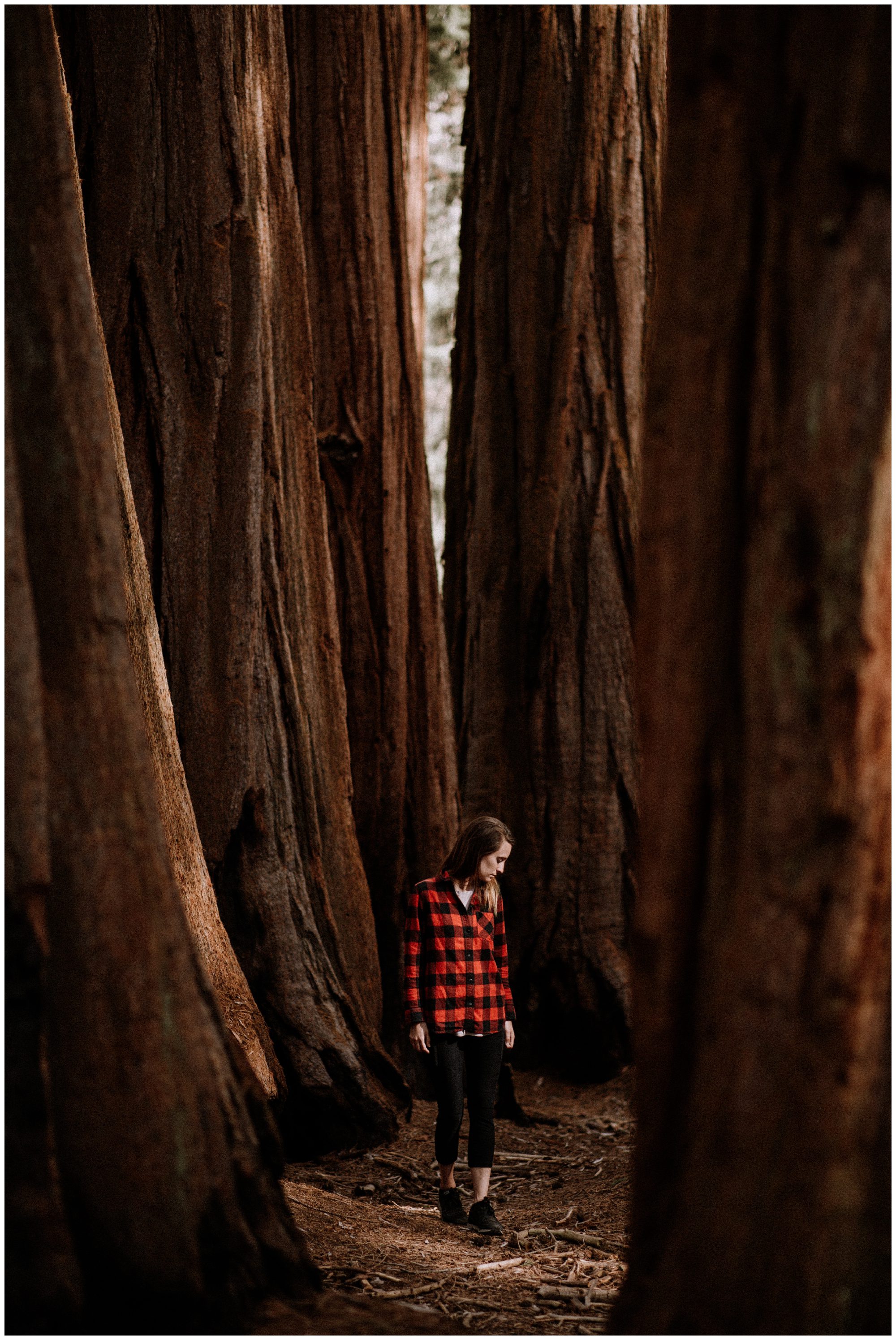 Sequoia National Park Photography-70.jpg