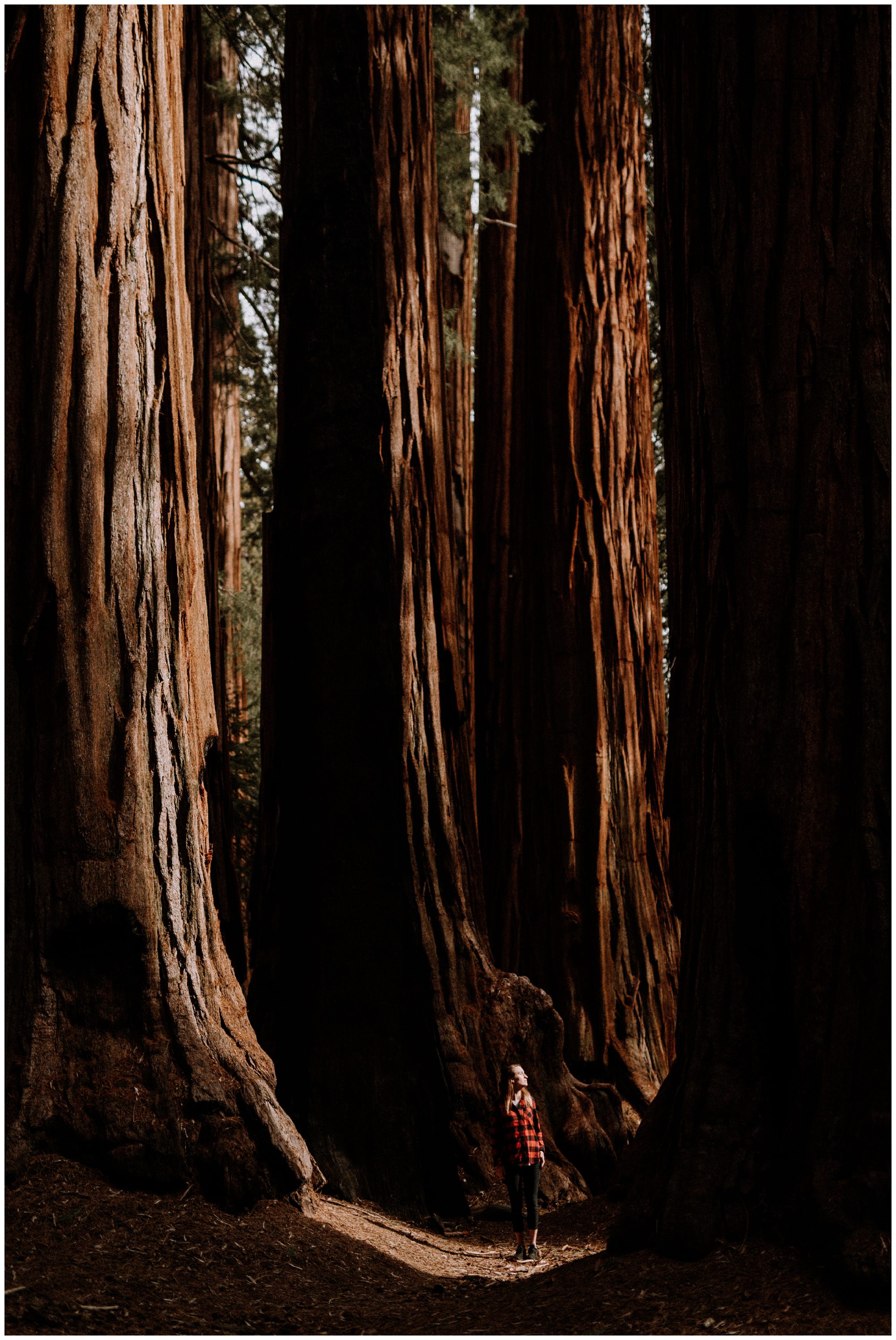 Sequoia National Park Photography-73.jpg