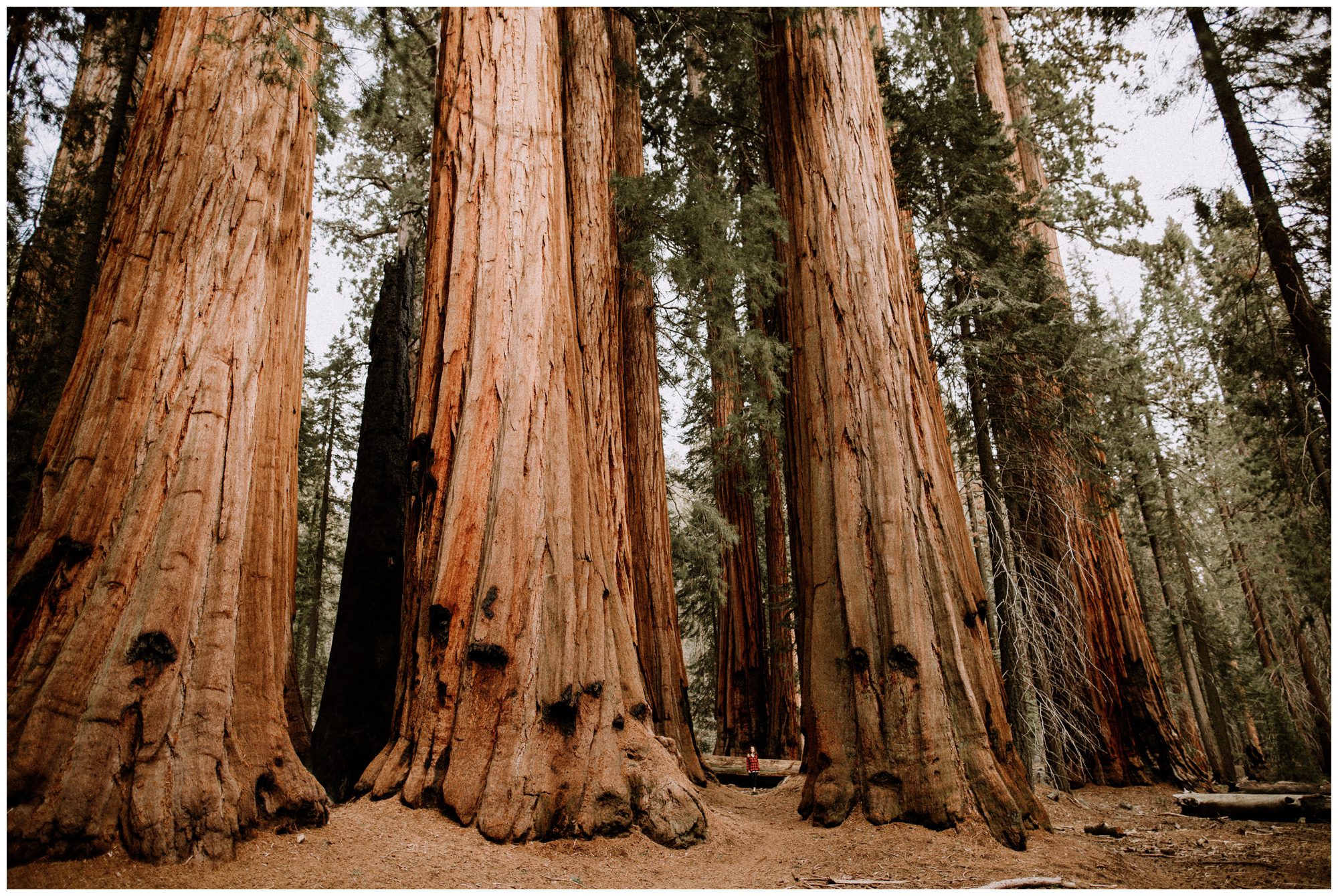 Sequoia National Park Photography-84.jpg