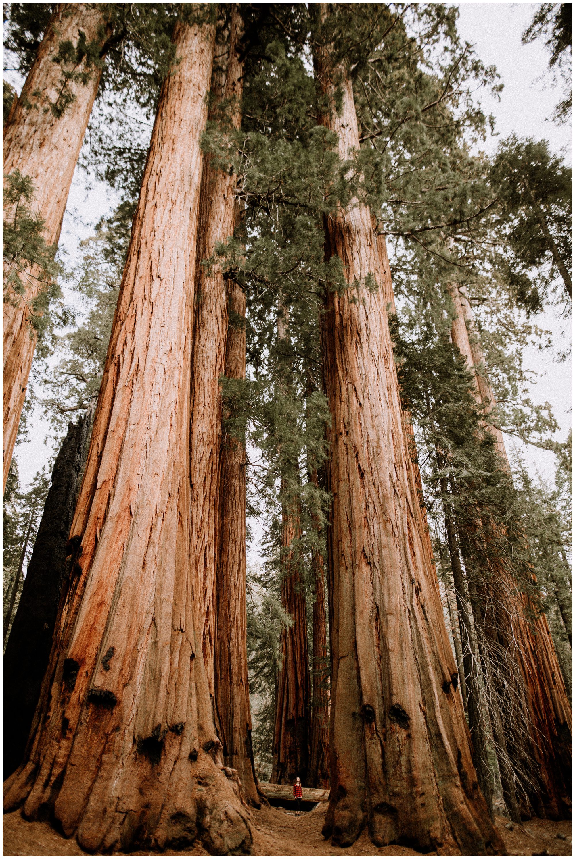 Sequoia National Park Photography-85.jpg
