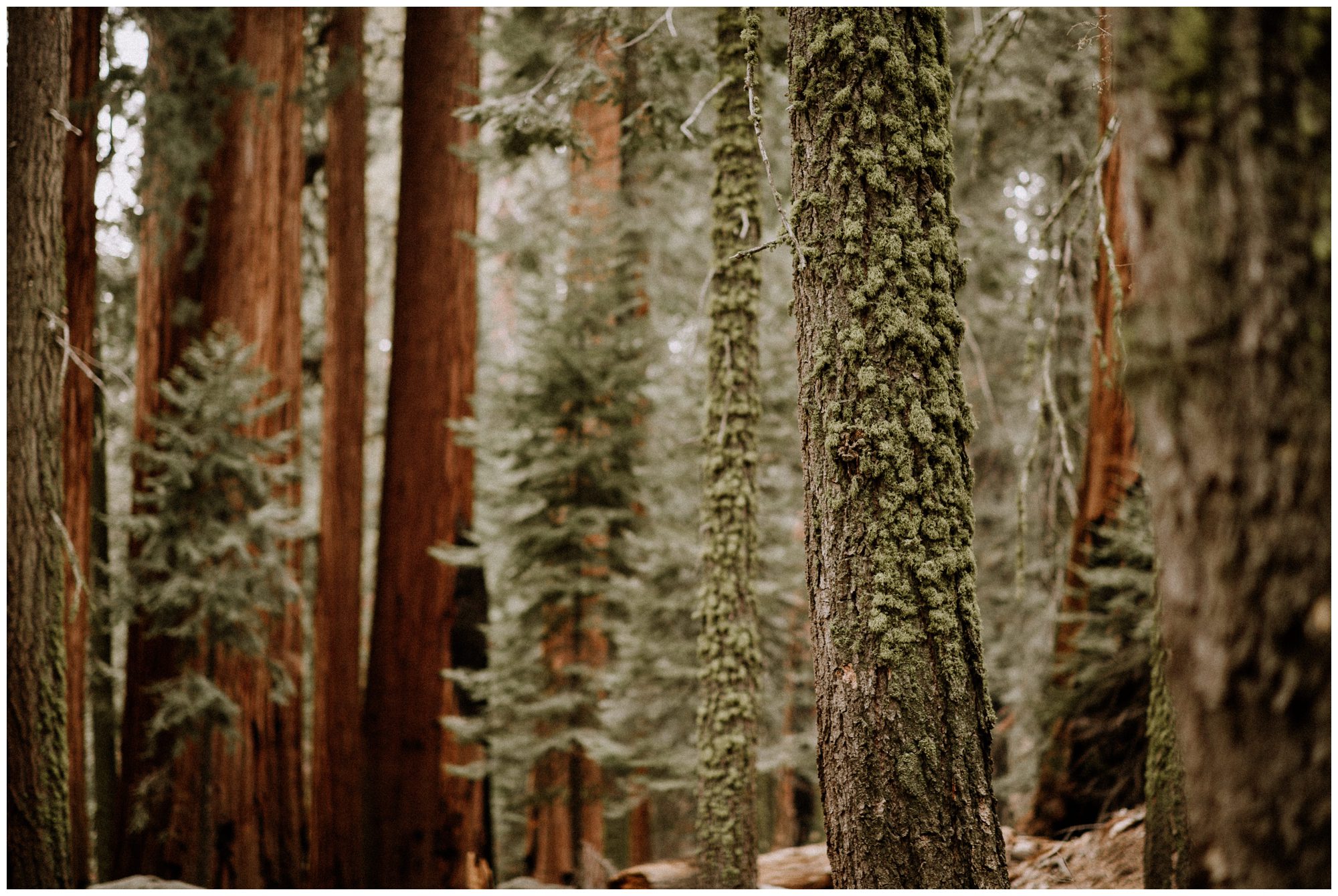 Sequoia National Park Photography-89.jpg
