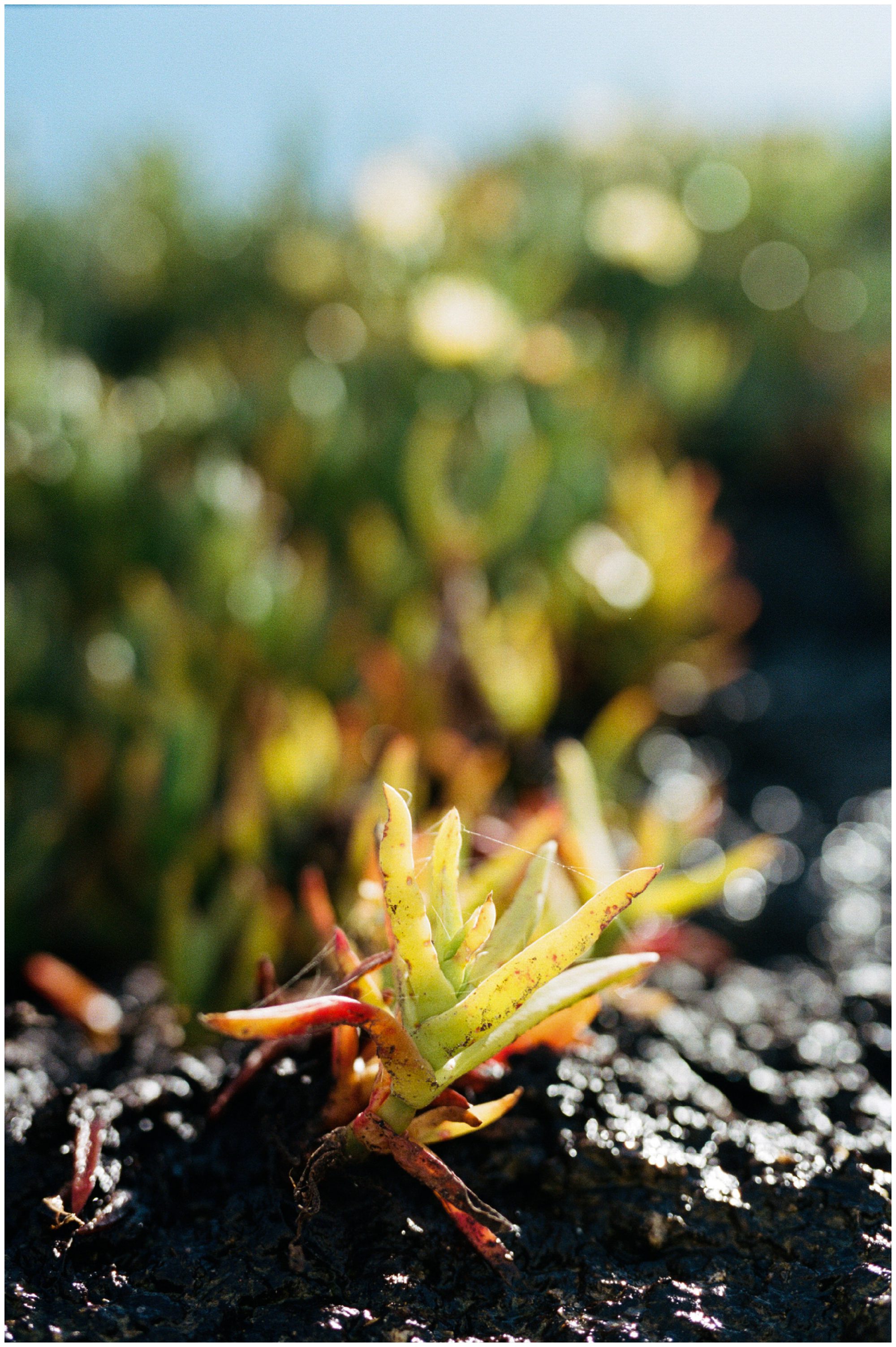 Mt Rainier National Park Elopement Photographer