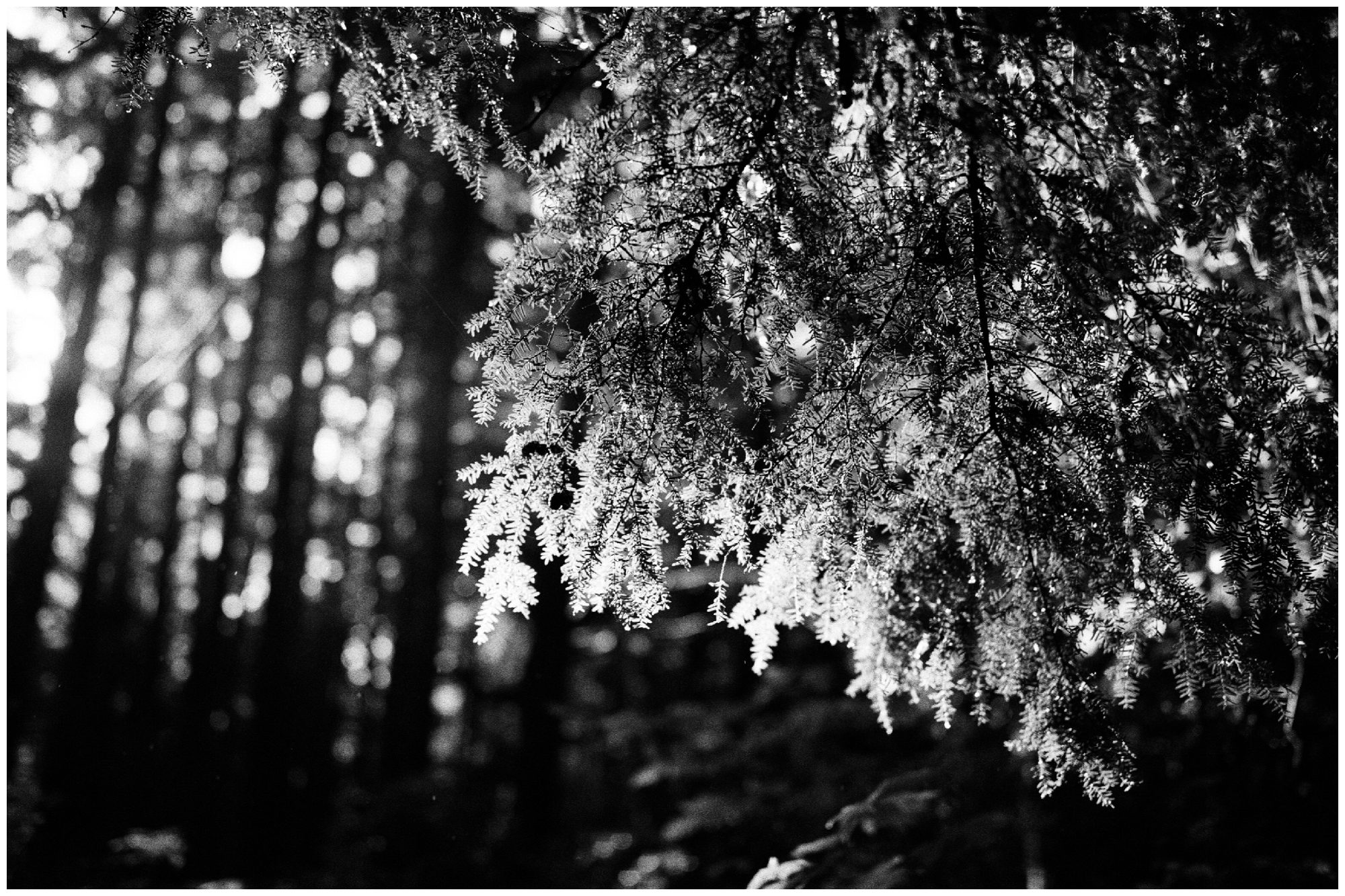 Second Beach Olympic National Park Photographer-9.jpg