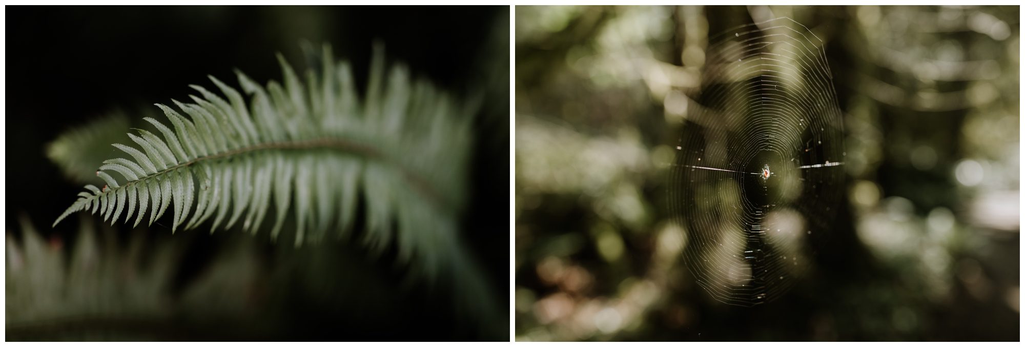 Bainbridge Island Wedding Photographer, Seattle Wedding Photographer