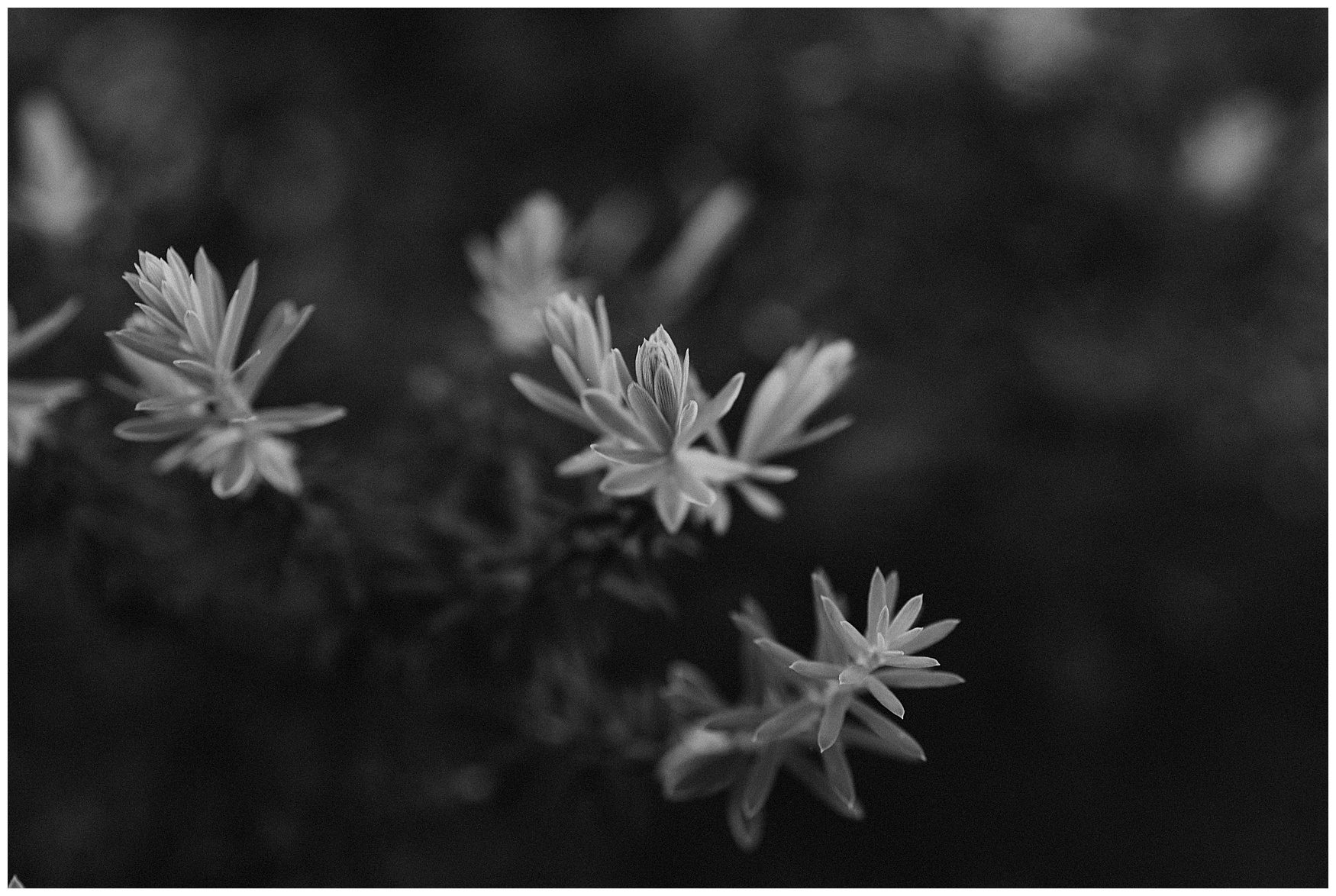 kauai elopement photographer